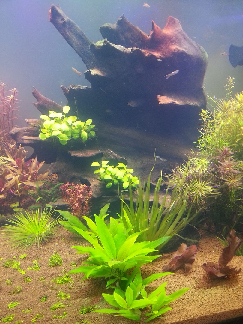 130g planted tank video and photos The Planted Tank Forum